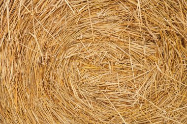 saman yaz arkaplanı. Çiftlik için saman yığını hazır. Kuru saman yığını. Saman dokusu. Saman balyaları büyük yığın halinde. Samanlı kırsal sonbahar. Balyalar yığılıyor.