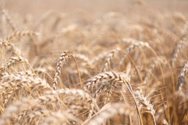 Hasat zamanı tarım buğday tarlası. Kırsal kesim. Ekin tarlasında hasat. Olgun arpa tarımı. Tarlada hasat edin. Ekin hasadı. Sonbaharda mısır hasadı. Hasat verimi.