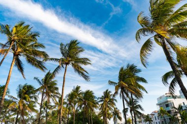Palmiye ağacıyla tropik bir açık hava sahnesi. Tropik yaz tatili. Egzotik doğa. Palmiye ağacı. Miami, Florida 'da yaz tatili. Kaliforniya palmiyesi. Miami 'de tropik bir sahil. Vaha..
