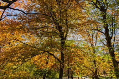 Ormandaki doğa. Parkta sonbahar yaprakları. Sonbahar ormanı. Sonbahar sezonunda doğa. Parkta sonbahar sezonu. Mevsimlik yapraklar ve ağaçlar. Doğal sonbahar ya da sonbahar mevsimi. Doğanın sonbahar güzelliği. Sonbahar festivalleri.