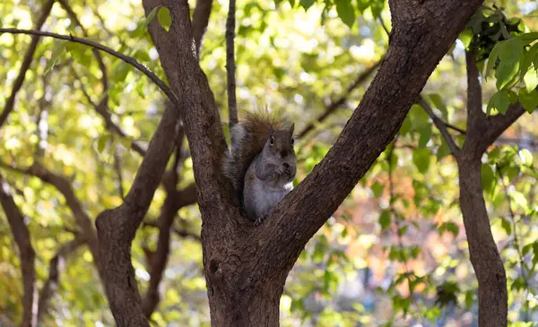 Vahşi bir hayvan. Ağaçtaki sincap. Kemirgen hayvan faunası. Sciurus kemirgen hayvanıyla sonbahar sahnesi. Vahşi yaşam doğası. Ormandaki gri sincap. Doğu gri sincabı dışarıda. Kemirme davranışı.