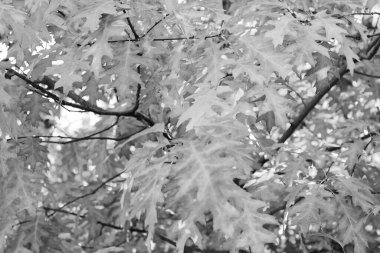 october oak fall leaves on branch. oak fall leaves. fall season with oak leaves.