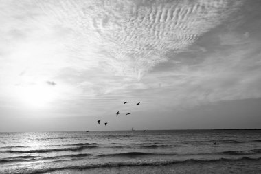 Güzel gün batımı gökyüzünde martılar ve deniz suyu..