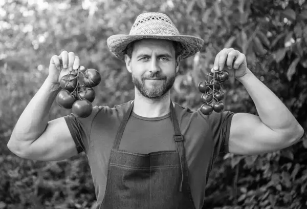 stock image man greengrocer in straw hat with tomato bunch.