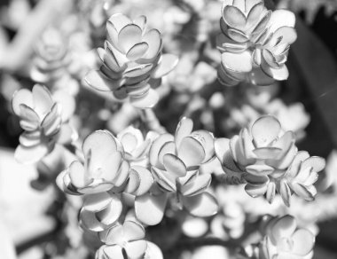 yeşil kaktüs sulu bitki. Yeşilliğin doğası.