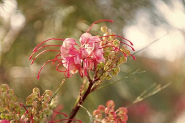 Örümcek zambağı çiçekleri baharda bulanık doğada açar..
