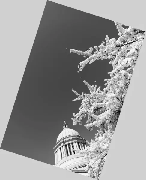 stock image sakura flowers and us capitol. Washington State Capitol. Legislative Building in Olympia. home of government of Washington state.