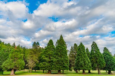 Central Park 'ta. Ormanın doğası. Yazın yeşil orman manzarası. Karışık ormanın doğası. Parktaki çayır manzarası. Yaz parkı doğası. Ormanın manzaralı manzarası.