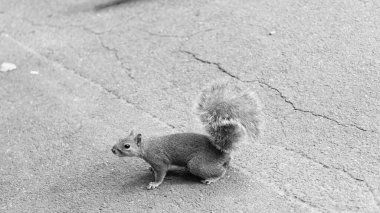 Sincap kemirgen hayvanı. Kabarık kuyruklu vahşi sincap. Kemirgen hayvan dışarıda. Sincap grisi rengi. Sincabın vahşi yaşamı.