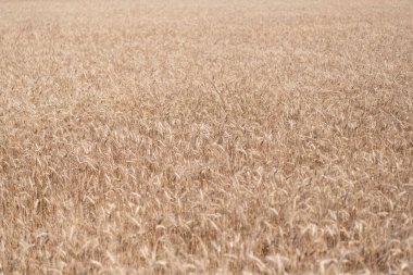 Buğday ya da arpa tarımı. Çavdar ekili ekin hasadı..