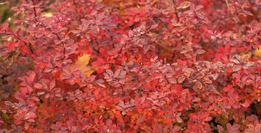 Kızıl sonbahar, böğürtlenin doğal zeminini terk eder.