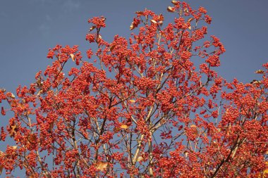Mavi arka planda böğürtlenli rowan ağacının dalı.