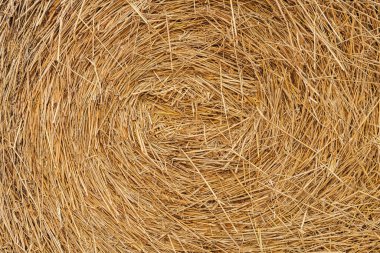 Saman dokusu. Saman balyaları büyük yığın halinde. Samanlı kırsal sonbahar. saman yaz arkaplanı. Çiftlik için saman yığını hazır. Kuru saman yığını. Kırsal samanlık.