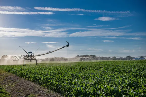 Ekin sulama. Tarım ve tarım. Kırsal bölgedeki tarlaları sulayan sulama sistemi. Organik sebze çiftliği. Su fıskiyesi sulama alanı. Damlatma sulama sistemi.