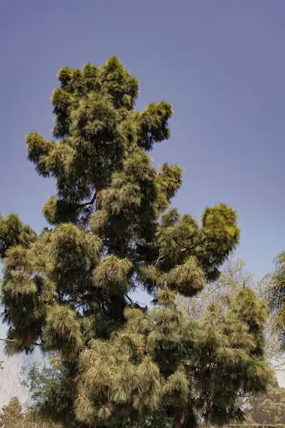 stock image Evergreen conifer tree pinetree with pine needles on sunny blue sky.