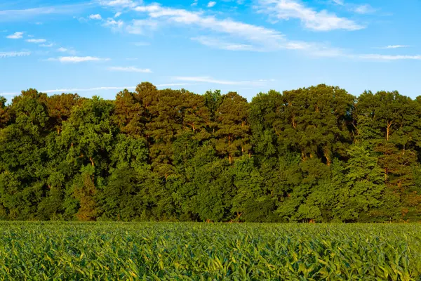 Orman ekosistemi ve sağlıklı çevre. Yeşil doğa. Yeşillik ormanda büyüyen ağaç. Doğa manzarası. Yazın ormanın manzarası. Vahşi doğa. Yazın orman doğası.