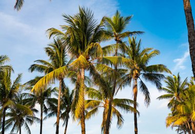 Palmiye ağacı. Miami, Florida 'da yaz tatili. Kaliforniya palmiyesi. Miami 'de tropik bir sahil. Palmiye ağacıyla tropik bir açık hava sahnesi. Tropik yaz tatili. Egzotik doğa ormanı.