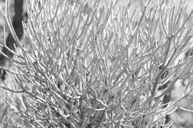 Euphorbia tirucalli Hint ağacı sulu dallarla doludur..