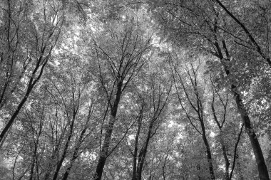 Sonbahar ormanlarının doğasında ağaç tepeleri vardır. Sonbahar mevsiminde orman doğası. Sonbahar ormanlarında mevsimlik doğa.