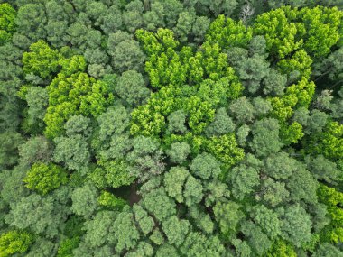 Yağmur ormanlarının ekosistemi ve sağlıklı bir çevre. Yeşil ağaç ormanının arka planı. Ormanda yaz yeşili ağacı. Tropik yeşil ormanın doğal manzarası. Gökyüzü manzaralı orman ağacı. Seyahat tutkusu.