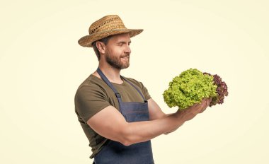 gardener in apron and hat with harvested lettuce vegetable isolated on white.