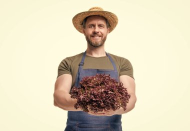 selective focus of greengrocer in apron and hat with lettuce vegetable isolated on white.
