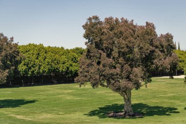 Yaz ağacı bahçede yeşil çimlerde yetişir. Doğal manzara..