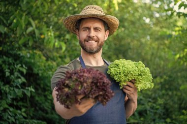 man greengrocer in straw hat with lettuce leaves. selective focus.