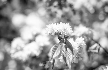 Baharda çiçek açan Japon kiraz ağacının pembe çiçekleri. seçici odak.