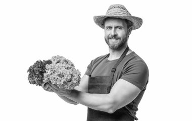 rural worker in apron and hat with lettuce vegetable isolated on white.
