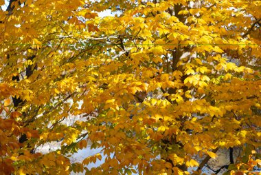 Sonbahar sezonunda doğa. Parkta sonbahar sezonu. Ağaçta mevsimlik yapraklar. Doğal sonbahar ya da sonbahar mevsimi. Sonbahar orman doğası. Ormandaki doğa. Dışarıda sıraya girin. Sonbahar ağacı. Kasım sezonu.
