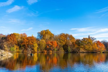 Sonbaharda Central Park 'ta renkli devrilmiş ağaçlar. Sonbahar doğası. New York City Central Park 'ta gölde teknesi var. Sonbahar manzarası. Central Park göletinde kürek çeken insanlar. Sahne teknesi.