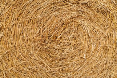 Samanlı kırsal sonbahar. saman yaz arkaplanı. Çiftlik için saman yığını hazır. Kuru saman yığını. Saman dokusu. Saman balyaları büyük yığın halinde. Samanlık besleme.