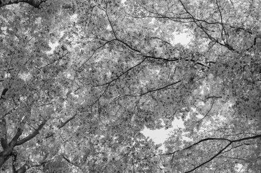 Sonbahar ormanlarının doğası. Sonbahar mevsiminde orman doğası. Sonbahar ormanlarında mevsimlik doğa ve sarı ağaçlar.