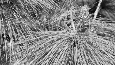 Çam ağacı dalı, kozalaklı ve yeşil iğneli doğal arka plan..