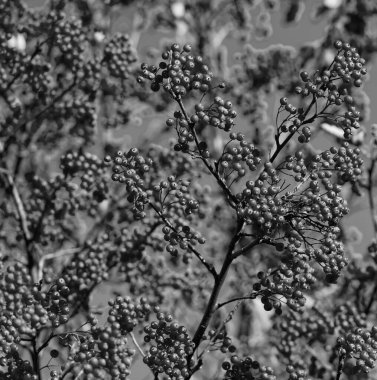 Eylül Red Fall Rowanberry şubesi. Red Fall Rowanberry 'de. Kırmızı Rowanberry ile sonbahar sezonu.