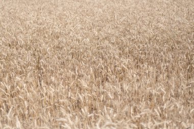 Tarlada hasat edin. Ekin hasadı. Sonbaharda mısır hasadı. Hasat zamanı tarım buğday tarlası. Kırsal kesim. Ekin tarlasında hasat. Olgun arpa tarımı. Çavdar mahsulü.