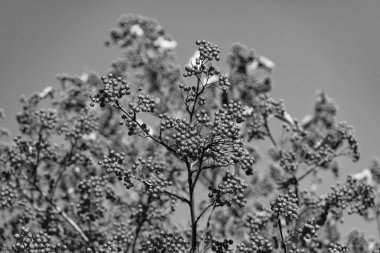 Eylül ayının sonbaharında Rowan şubesi. Red Autumn Rowan 'ın seçici odağı. Red Rowan ile sonbahar sezonu.