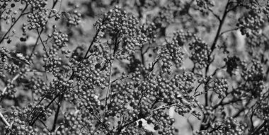 Red Fall Rowanberry şubesi. Red Fall Rowanberry 'nin geçmişi. Kırmızı Rowanberry ile sonbahar sezonu.