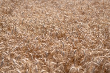 Buğday hasadı. Tahıl tarımı ile tarlada tarım. Organik gıda ekimi. Çavdarlı yaz tarlası. Olgun çavdar tarlasında hasat edilmeyi bekliyor. Çavdar mahsulü. Tarım ürünleri.