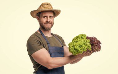 rural worker in apron and hat with lettuce vegetable isolated on white.