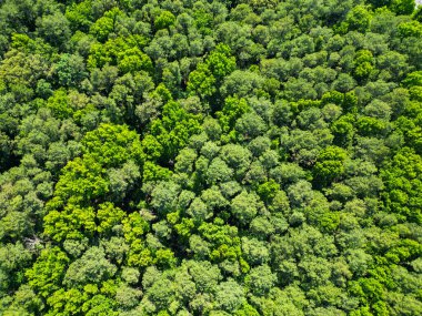 Baharda ormanın manzarası. Yaz havası manzaralı yeşil orman. Yağmur ormanlarının ekosistemi ve sağlıklı bir çevre. Orman doğası geçmişi. Yeşillik ormanda büyüyen ağaç. Doğa manzarası.