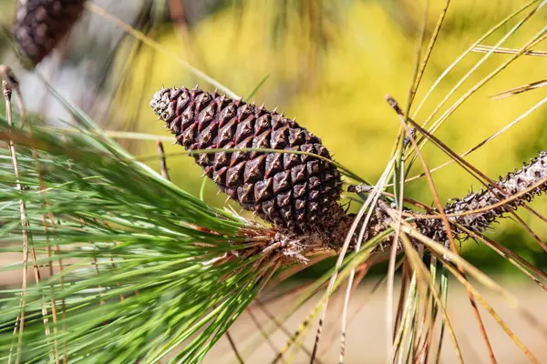 stock image Pine tree branch. Green nature background, closeup. Green branch of pine tree. Needles of a coniferous tree on green background. Needles of a Christmas tree. Pine pollen.