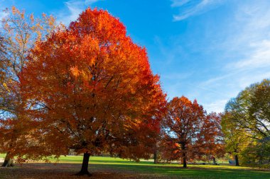 Sonbahar manzarası. Doğada sonbahar yaprakları olan ağaç. Sonbahar ormanı ya da sonbahar mevsiminde park. Central Park 'ta sonbahar ağacı. Sonbahar doğa manzarası. Mevsimlik sonbahar manzarası. Park doğası. Yaprak dökümü.