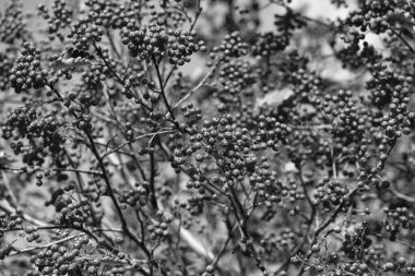 Kırmızı böğürtlen arkaplanlı rowan ağacı.