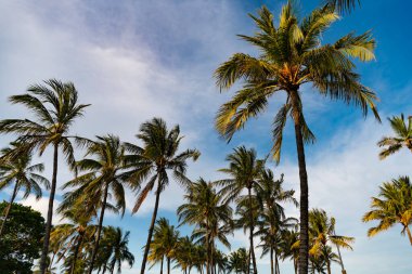Palmiye ağacı. Miami, Florida 'da yaz tatili. Kaliforniya palmiyesi. Miami 'de tropik bir sahil. Palmiye ağacıyla tropik bir açık hava sahnesi. Tropik yaz tatili. Egzotik doğa.
