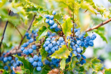 Oregon üzümleri yabani böğürtlen. Berberis aquifolium veya Oregon üzümlü, yakın plan. Doğa bitkisi. Vahşi doğada böğürtlen. Mahonia 'nın yabani meyvesi. Holly böğürtlen bıraktı.
