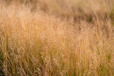 Kuru çimenli yaz çayırı. Saha doğası. Otlak arazisi çayırı. Kırsal kesimde. Sonbahar ya da sonbahar. Kuru çimenli kırsal doğa.