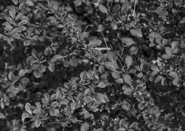 Kızıl sonbahar, böğürtlenin arka planını terk eder.