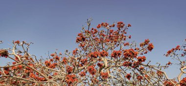 Baharda mavi gökyüzünde çiçek açan ağaç tepesi.
